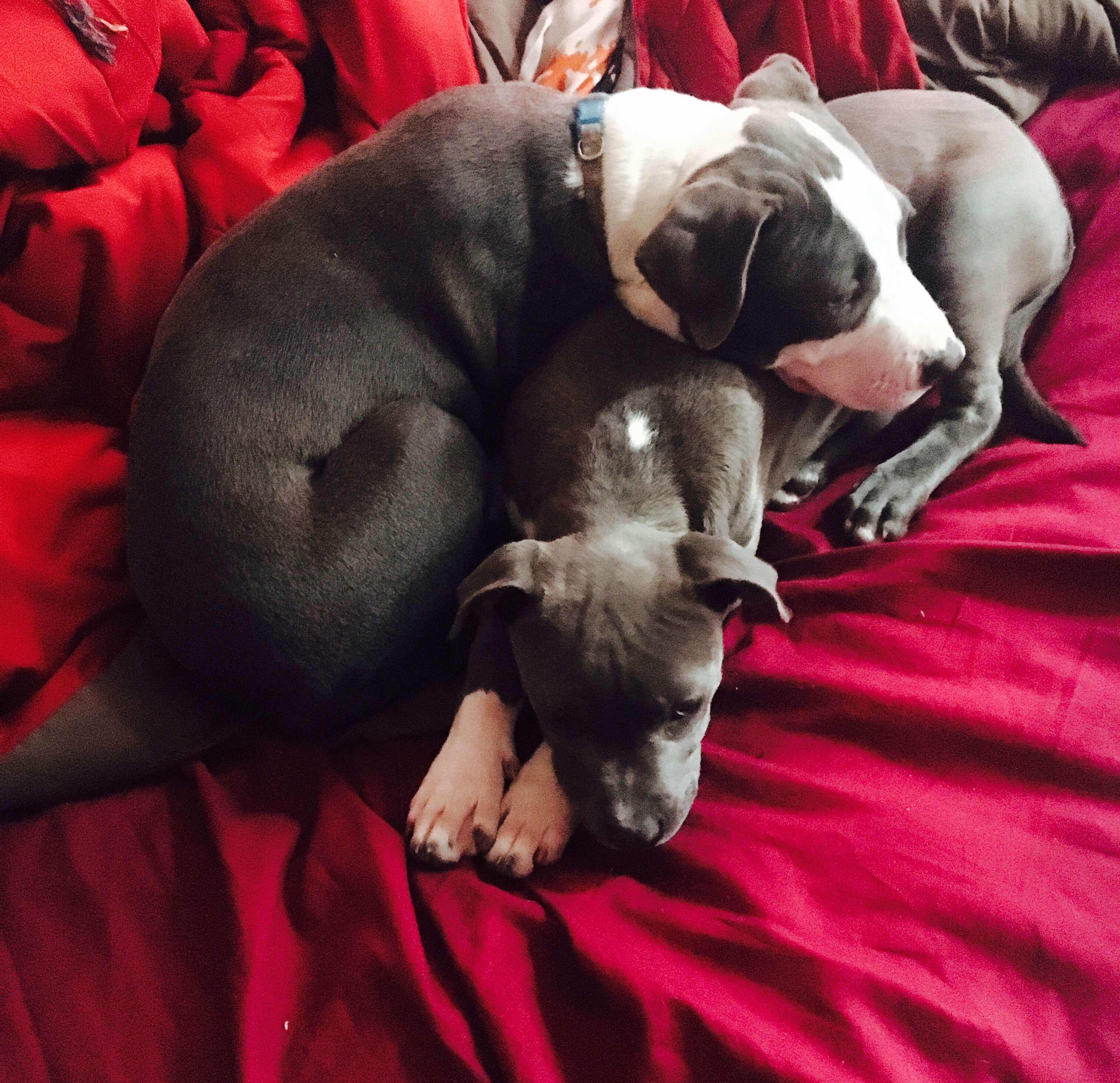 Puppies snuggling together