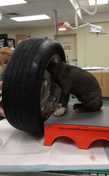 Puppy with head stuck in tire