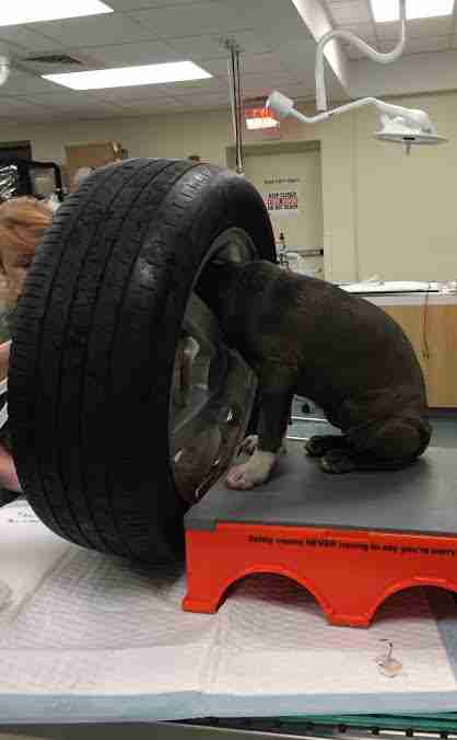 Puppy with head stuck in tire