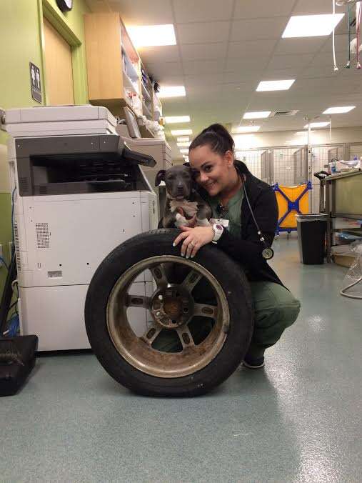 Vet tech posing with rescue puppy