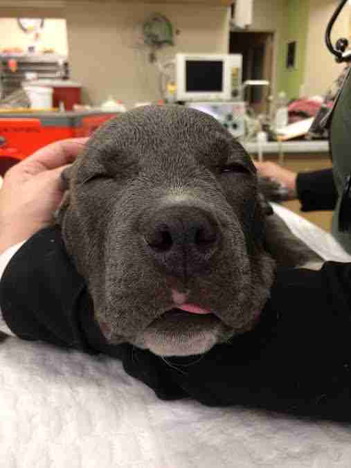 Puppy after being freed from the tire