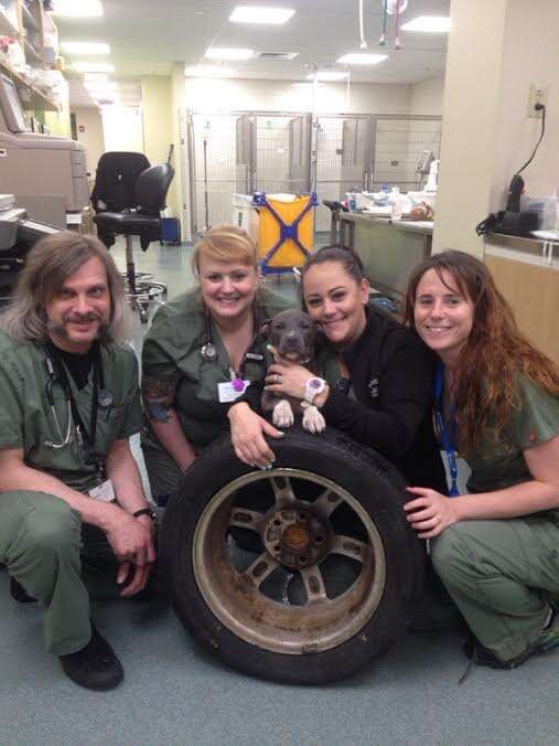 Vet team with puppy rescued from tire