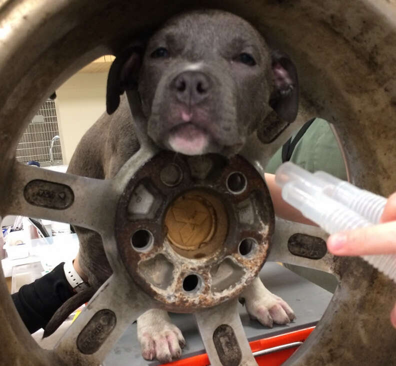 Puppy stuck inside tire