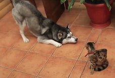 The 10 Biggest Viral Facebook Videos of All Time