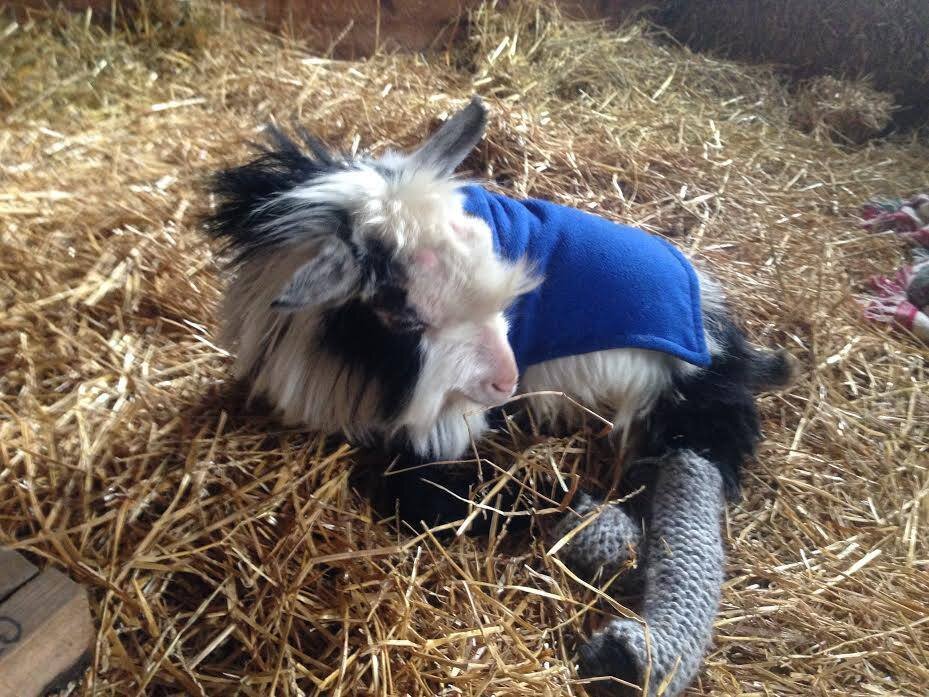 Paralyzed Rescue Goat Gets Pampered With Daily Blowouts - The Dodo