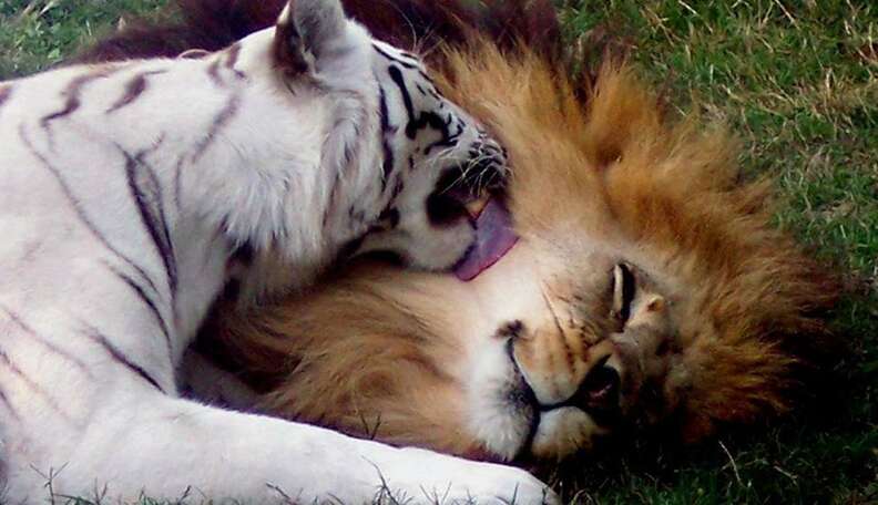 A lion watches a white Bengal tiger and a Siberian tiger staring at each  other in