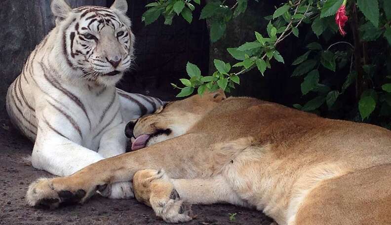 Sariska fathers cubs with white Tigress Tibo