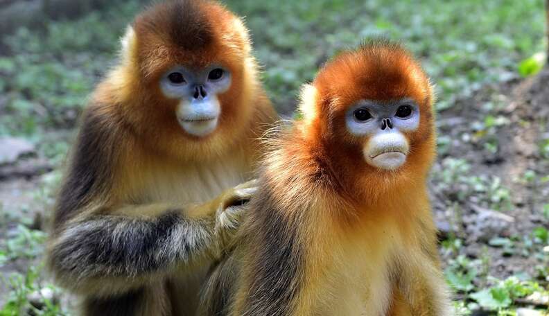 Monkey Comforts His Wife In Her Last Moments - The Dodo