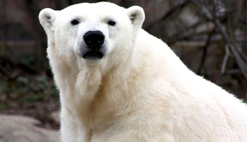 Zoo Gives Away Polar Bear So She Won't Be Alone Anymore - The Dodo