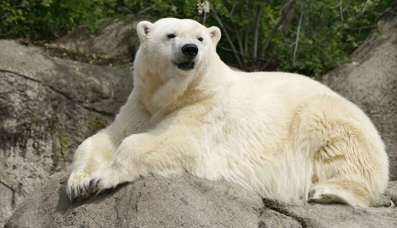Zoo Gives Away Polar Bear So She Won't Be Alone Anymore - The Dodo