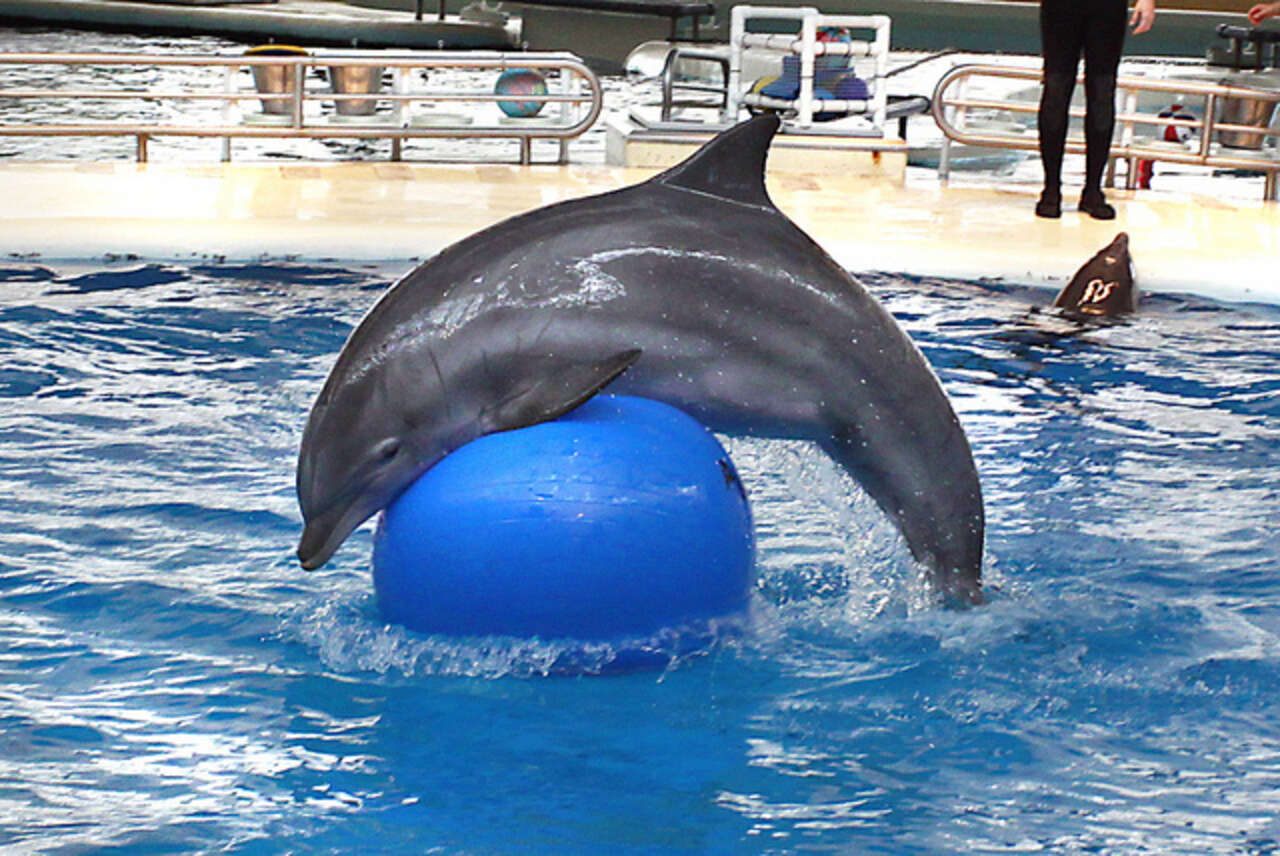 Гигантские дельфины