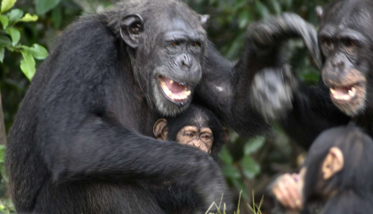 Woman Plays Game With Abandoned Chimps To Help Them Feel Less Alone