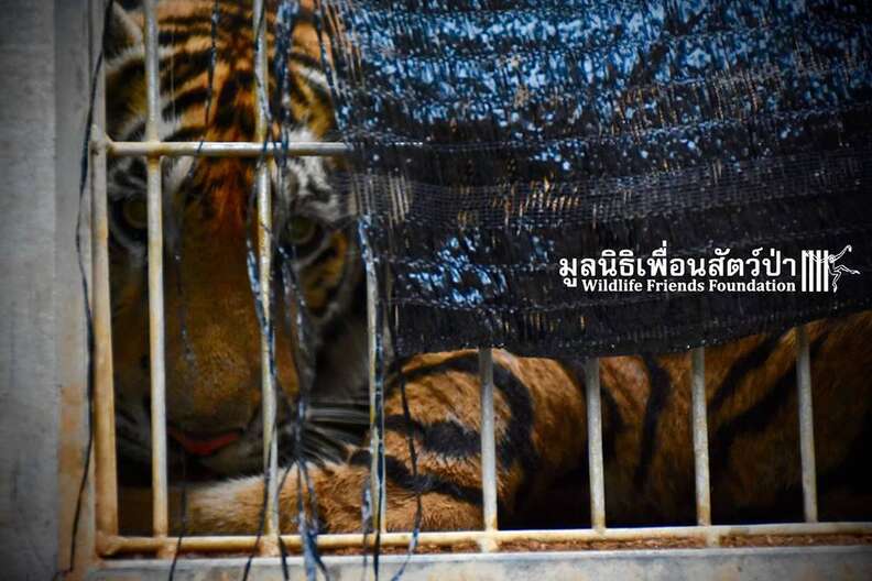 Months After Raid on Infamous Tiger Temple, Plans for Offshoot Zoo Forge  Ahead