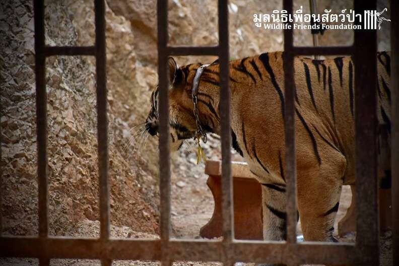 Months After Raid on Infamous Tiger Temple, Plans for Offshoot Zoo Forge  Ahead