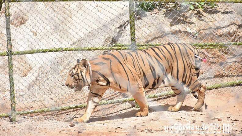 Months After Raid on Infamous Tiger Temple, Plans for Offshoot Zoo Forge  Ahead