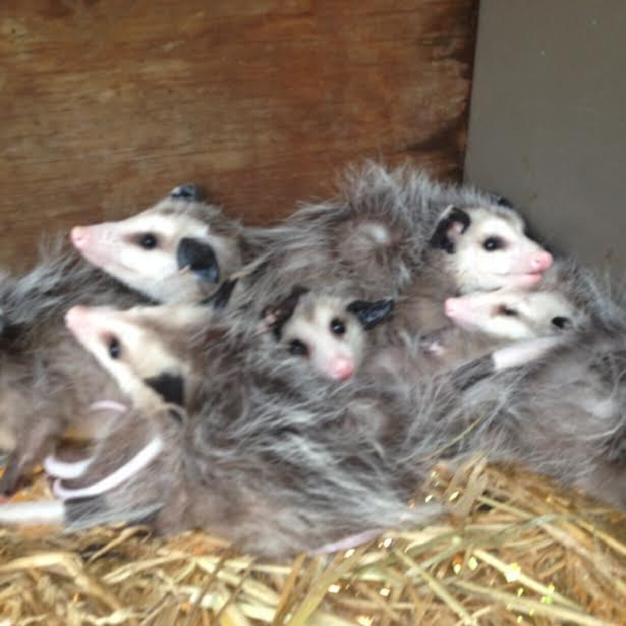 Injured Opossum Mom Shows Up On Doorstep To Get Her Babies Help The Dodo