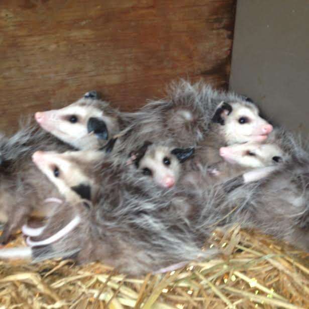 Injured Opossum Mom Shows Up On Doorstep To Get Her Babies Help - The Dodo