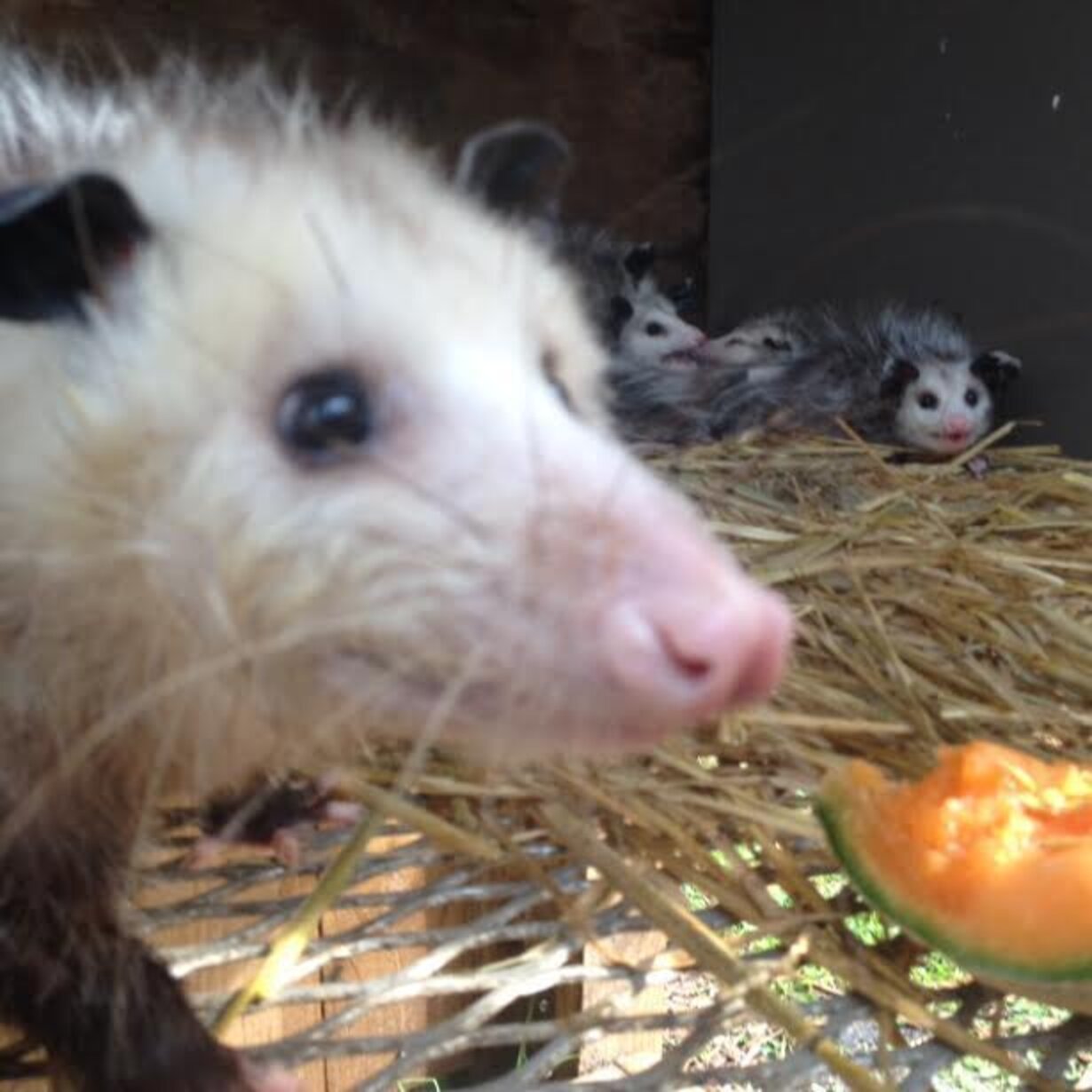 Injured Opossum Mom Shows Up On Doorstep To Get Her Babies Help The Dodo