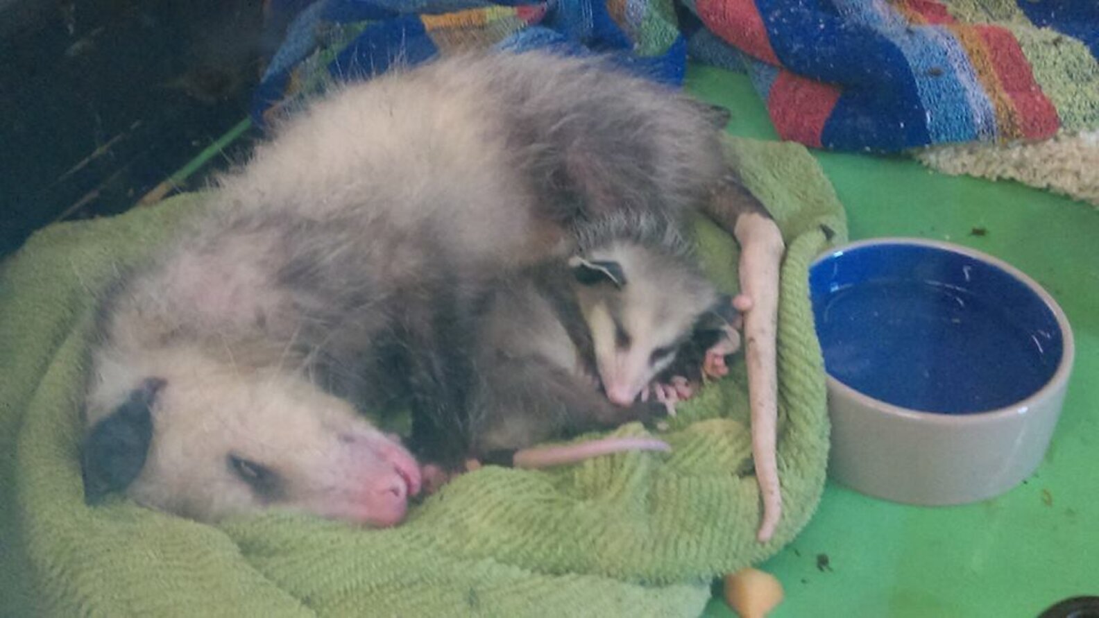 Injured Opossum Mom Shows Up On Doorstep To Get Her Babies Help The Dodo