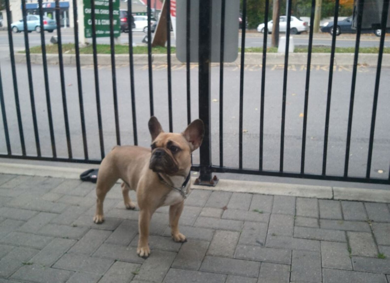Is It OK To Tie Your Dog Up Outside A Store? The Dodo