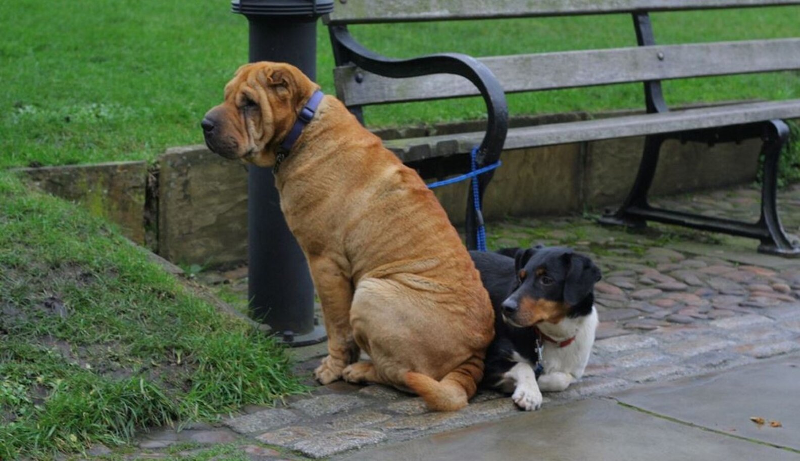 Is It OK To Tie Your Dog Up Outside A Store? The Dodo