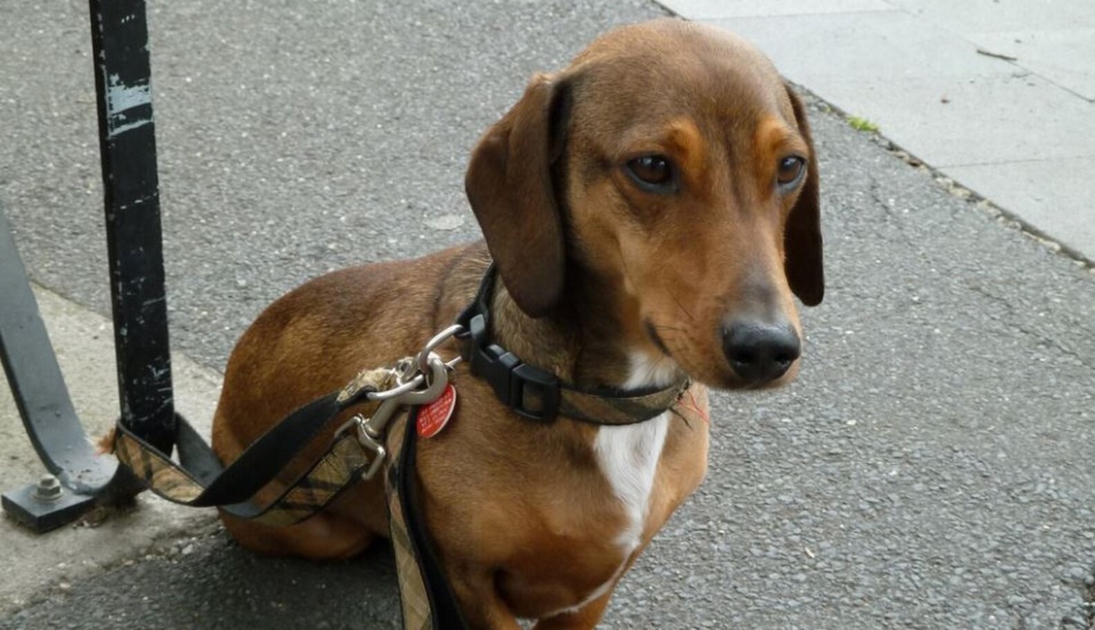Is It OK To Tie Your Dog Up Outside A Store? The Dodo