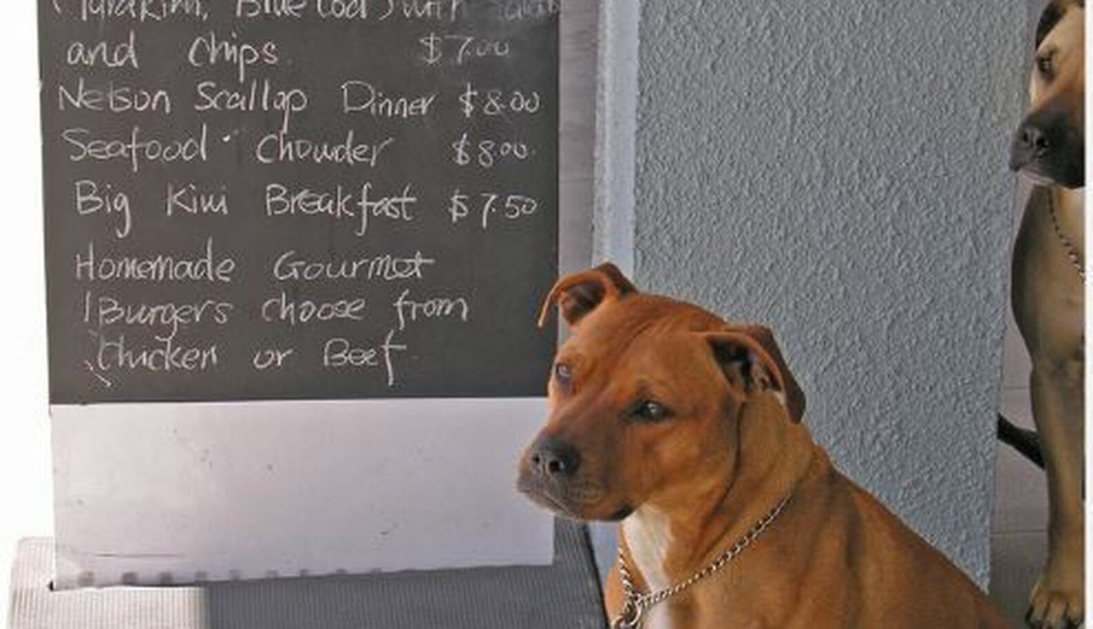 Is It OK To Tie Your Dog Up Outside A Store? The Dodo