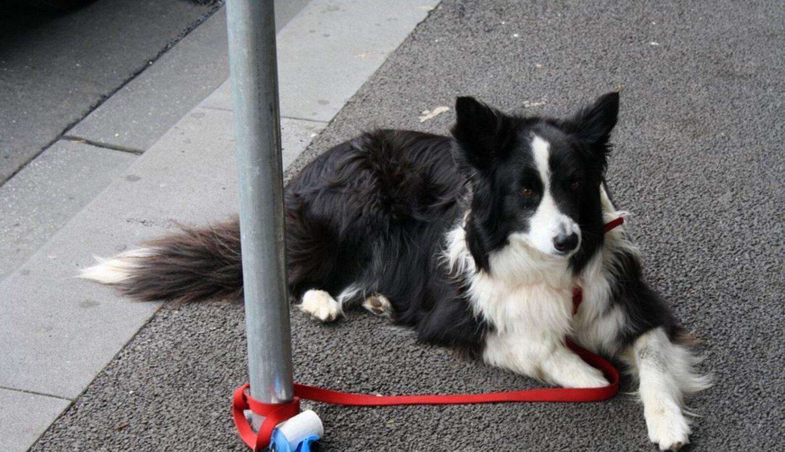 Is It OK To Tie Your Dog Up Outside A Store? The Dodo