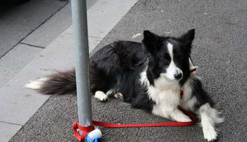 how long to keep a dog tie out