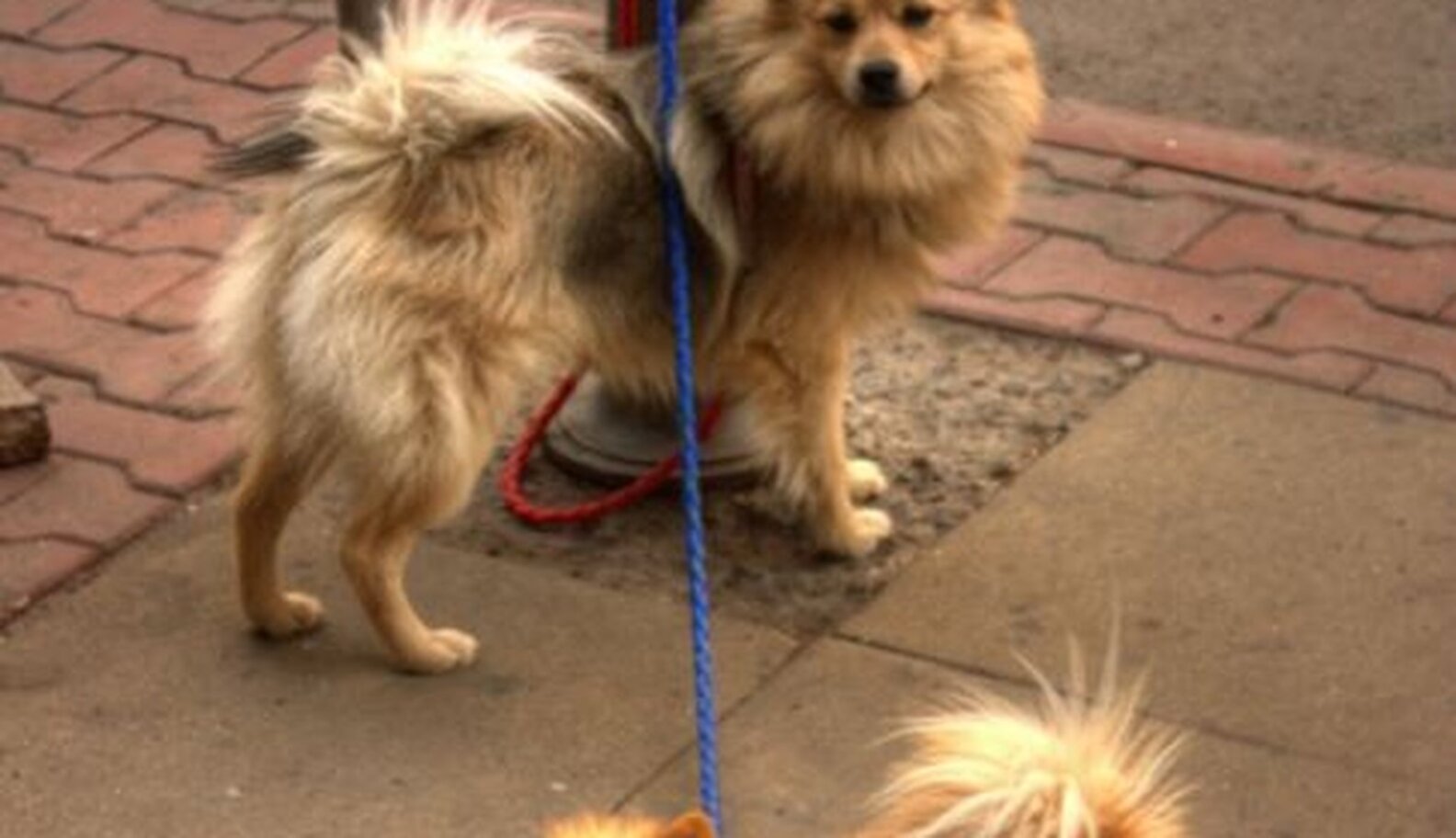 Is It OK To Tie Your Dog Up Outside A Store? The Dodo