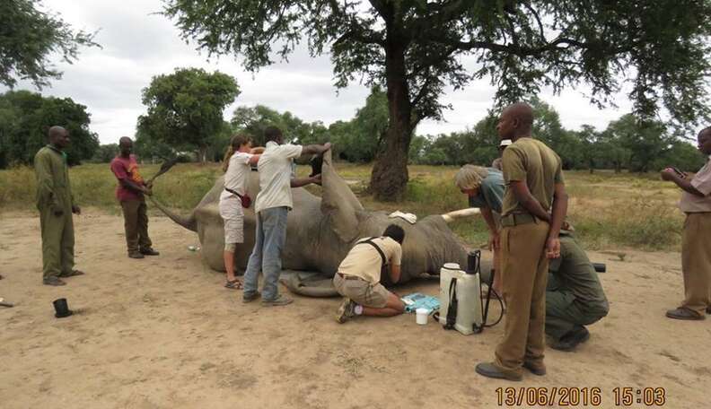 Gentle Elephant Shot In Head Walks Up To Truck To Ask For Help - The Dodo