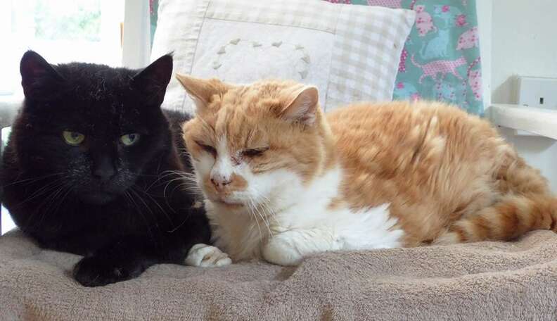 Old Cats Become Best Friends After Losing Loved Ones - The Dodo