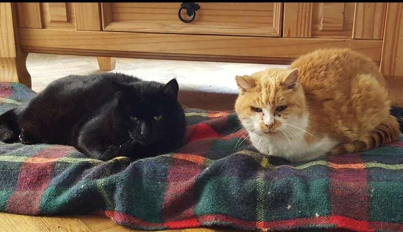 Old Cats Become Best Friends After Losing Loved Ones - The Dodo