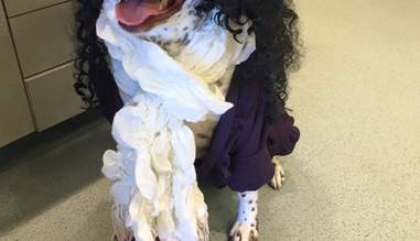 Dog Dresses Up Like Poodle To Avoid Pit Bull Ban The Dodo