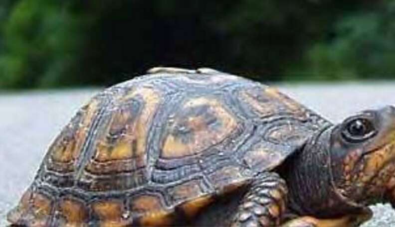 What To Do If You See A Turtle Crossing The Road - The Dodo