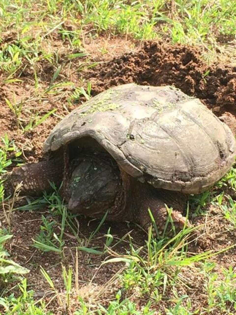 What To Do If You See A Turtle Crossing The Road - The Dodo