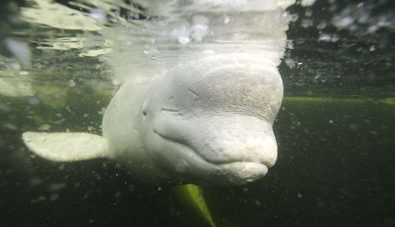 Yet Another SeaWorld Tragedy: Beluga Mysteriously Dies At 38, Decades  Before Whales In The Wild - The Dodo