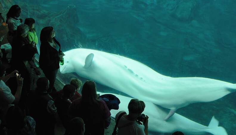 Yet Another SeaWorld Tragedy: Beluga Mysteriously Dies At 38, Decades  Before Whales In The Wild - The Dodo