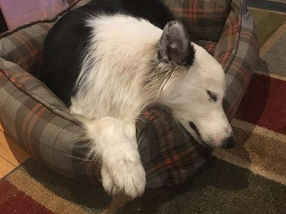 Dog Is Completely Obsessed With Looking After His Tiny Duck - The Dodo