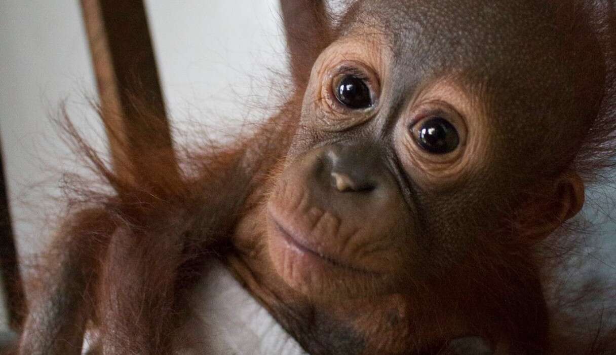 Baby Orangutan Who Was Shot Shows How Strong He Really Is - The Dodo