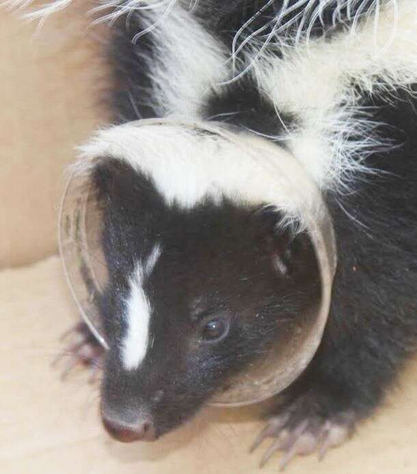 Skunk Who Wanted A Snack Gets Trapped In Plastic Lid - The Dodo