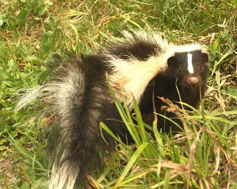 Skunk Who Wanted A Snack Gets Trapped In Plastic Lid - The Dodo