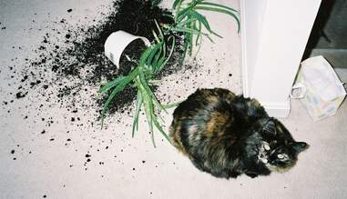 Here S Why You Should Never Discipline Your Cat The Dodo