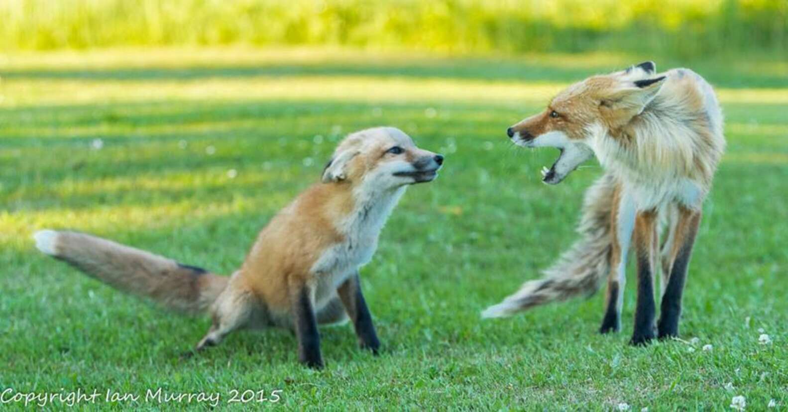 Man Writes The Sweetest Tribute To The World's Best Fox Dad - The Dodo