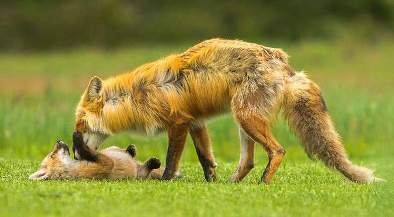 Man Writes The Sweetest Tribute To The World's Best Fox Dad - The Dodo