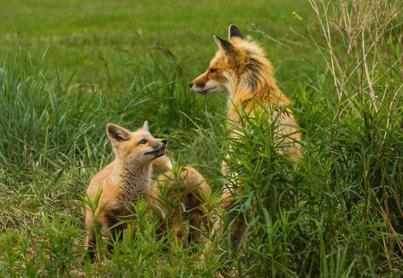 Man Writes The Sweetest Tribute To The World's Best Fox Dad - The Dodo