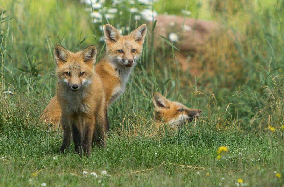 Man Writes The Sweetest Tribute To The World's Best Fox Dad - The Dodo