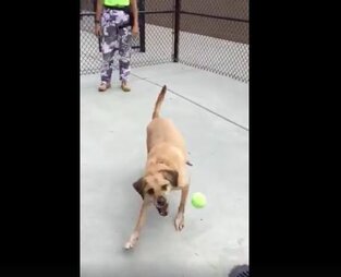 Dog Abandoned By Homeless Owner With His Toys And Heartbreaking Note The Dodo