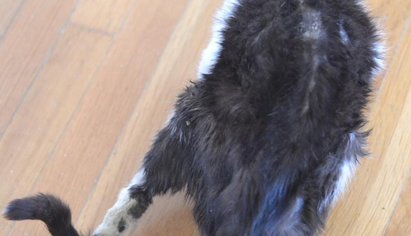 Stray Cat Dragged His Dead Leg Until People Finally Helped Him The Dodo
