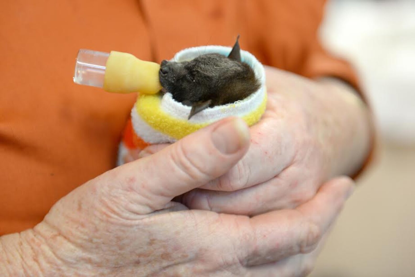 These Baby Bats Were Just Saved From Freezing - The Dodo